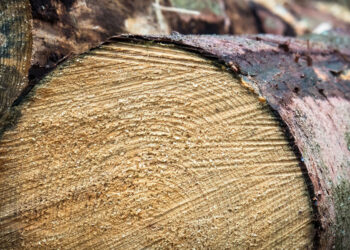 Energia, Confapi: Centrali a biomassa legnosa a rischio, servono interventi rapidi