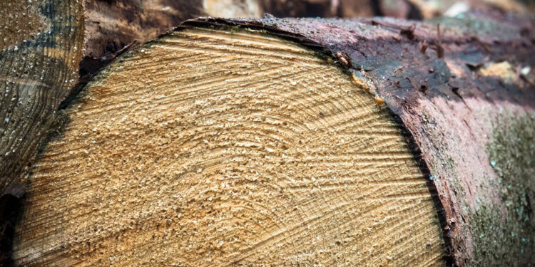 Energia, Confapi: Centrali a biomassa legnosa a rischio, servono interventi rapidi