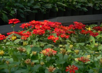 Legalità e impresa: la Vivai Marrone brilla tra le eccellenze italiane