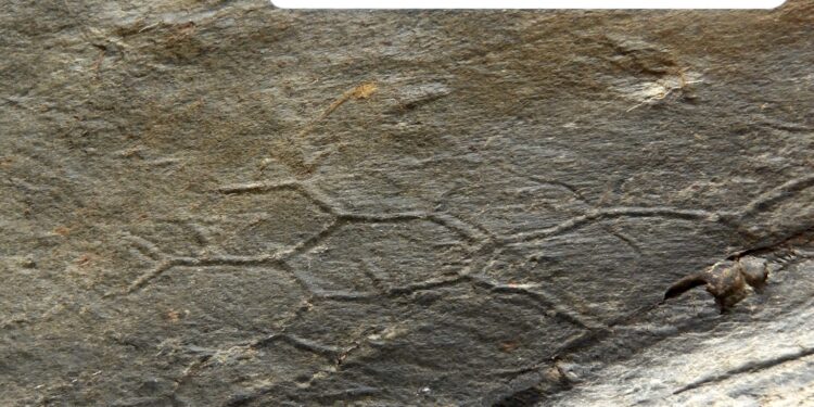 Il mistero del Paleodictyon: ecco chi disegna esagoni nei fondali marini da mezzo miliardo di anni