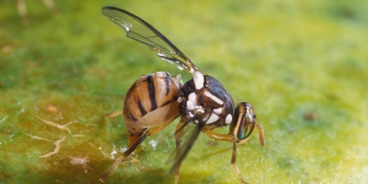 Trovata per la prima volta in Veneto la mosca orientale della frutta
