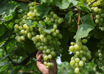 Vendemmia del prosecco, nel trevigiano si raccoglie ancora a mano