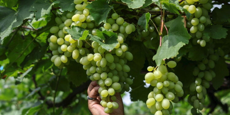 Vendemmia del prosecco, nel trevigiano si raccoglie ancora a mano